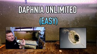 How I Raise Daphnia Water Fleas And You Can Too [upl. by Rhynd]