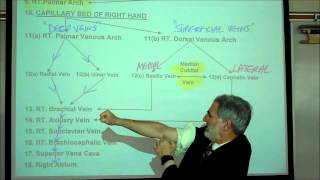 ANATOMY CIRCULATORY SYSTEM PART 3 by Professor Fink [upl. by Ayam]