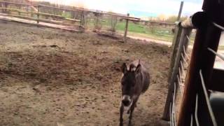 Fannie the mini donkey braying [upl. by Eelyk]