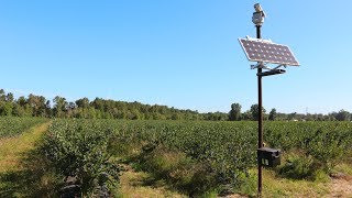 Laser bird deterrent at a Blueberry farm  99 bird reduction [upl. by Lain754]