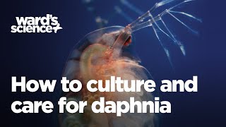 Caring and Culturing for Daphnia [upl. by Ztnarf]