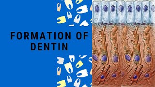 Dentin Formation  Dentinogenesis  Dentin Pulp Complex Session 3 [upl. by Brotherson]