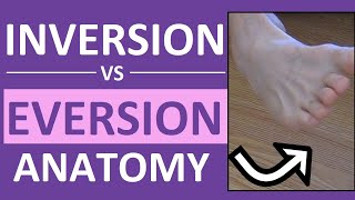 Inversion and Eversion of the Foot Ankle  Body Movement Terms Anatomy [upl. by Heng719]