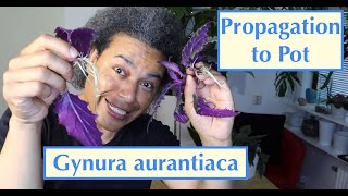 Propagation to Pot  Gynura aurantiaca Purple Passion  Velvet Plant [upl. by Kendal]