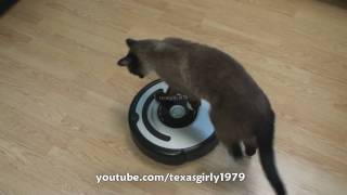 Cat shows HOW TO use iRobot Roomba Vacuum [upl. by Adierf]