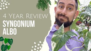 Syngonium Albo Review  4 Years owning the Variegated Syngonium Podophyllum  Care and Tips [upl. by Codi]