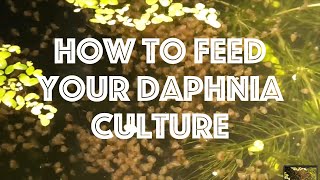 How To Feed Your Daphnia Culture [upl. by Atterrol625]