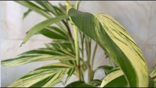 Alpinia Zerumbet Variegata  Shell Ginger General Care Guide Sunlight Propagation Fertilization [upl. by Lippold]