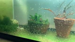 Daphnia Culturing Snails or no snails [upl. by Haidebej]