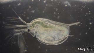 Daphnia magna under the Microscope [upl. by Hanway]