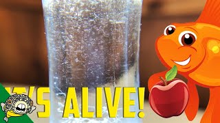 How to culture Vinegar Eels The EASY Way Live Fish Food [upl. by Christiane]