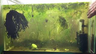 Scuds Daphnia Cherry Shrimp Copepods My aquatic food culture [upl. by Enneite]