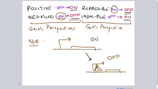 PositiveNegative RepressibleInducible Gene Regulation [upl. by Aelanej823]