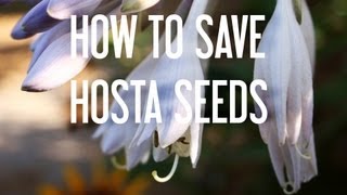 How to Save Hosta Seeds [upl. by Idrahs]