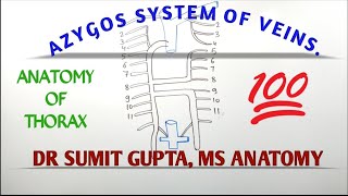 AZYGOS SYSTEM OF VEIN [upl. by Ahsinor333]