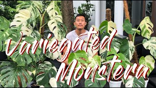 Variegated monstera care and propagation [upl. by Oech]