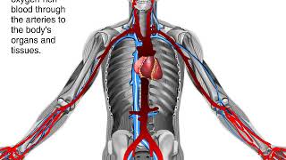 Heavy Blood in Urine and Difficulty in Urinating Clotting Consult a Doctor [upl. by Onil489]