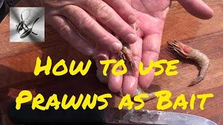 How to use Prawns as bait  The Hook and The Cook [upl. by Levine566]