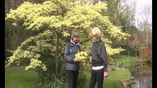 Cornus controversa quotVariegataquot The Wedding Cake Tree [upl. by Nesta]