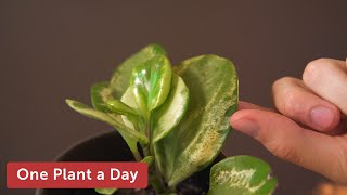 Peperomia obtusifolia Variegata Baby Rubber Plant Houseplant Care — 17 of 365 [upl. by Ellek]