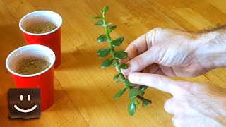 Propagating jade plants using branches stems and leaves [upl. by Gerita]