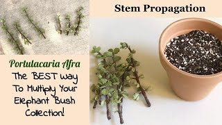 Portulacaria Afra Stem Propagation  5Week Update [upl. by Albina]