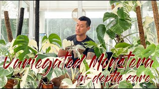 Maintaining variegation and buying guide for the variegated Monstera [upl. by Lexi]