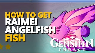 Raimei Angelfish Genshin Impact [upl. by Anitnatsnok]