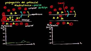 Potencial electrotónico y potencial de acción  Biología  Khan Academy en Español [upl. by Alinna785]