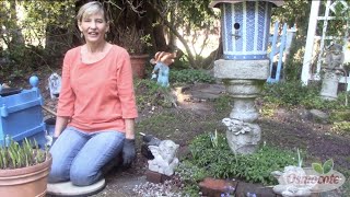 How to Divide and Replant a Hosta Plant [upl. by Madelin]