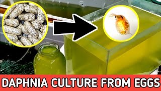 HOW TO HATCH DAPHNIA EGGS  HOW TO CULTURE DAPHNIA [upl. by Okiram]