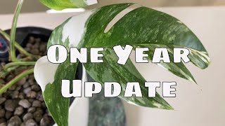 1 Year Epipremnum Pinnatum Variegata Propagation Update amp Tips [upl. by Yelnet]