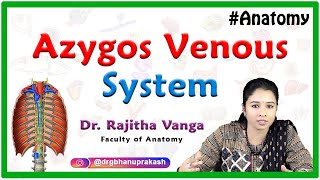 Gross anatomy of Azygos venous system  Azygos vein Accessory hemiazygos vein and Hemiazygos vein [upl. by Notla]