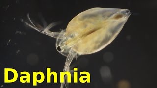 Daphnia [upl. by Rania411]