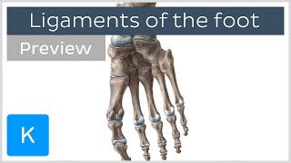 Ligaments of the foot previews  Human Anatomy  Kenhub [upl. by Asirralc410]