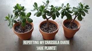 Separating amp repotting my Crassula Ovata Jade plants [upl. by Evans]