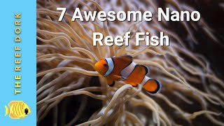 Top 7 Nano Reef Fish [upl. by Ira596]