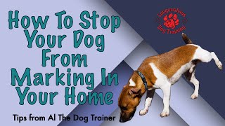 How To Stop Your Dog From Marking In Your Home  Tips From Al The Dog Trainer [upl. by Anaiq330]