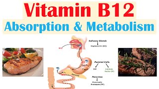 Vitamin B12 Absorption amp Metabolism  2 Enzymes That Require Vitamin B12 [upl. by Dever]