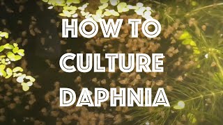 How To Culture Daphnia Magna [upl. by Marlane]