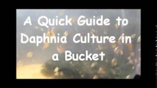 How to culture daphnia outside [upl. by Thatch]