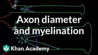 Effects of axon diameter and myelination  Nervous system physiology  NCLEXRN  Khan Academy [upl. by Trevlac]