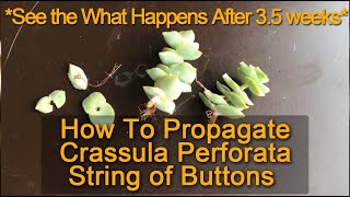 How To Properly Propagate Crassula Perforata  String of Buttons Using Stem Cuttings [upl. by Anselme800]