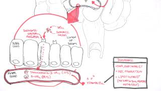 Vitamin B12 Digestion and Absorption [upl. by Galitea]