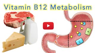 Vitamin B12 Cobalamin Digestion and Absorption Explained SUPER EASY [upl. by Sibelle355]