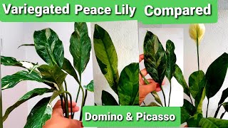 Spathiphyllum Variegated Peace Lily  Picasso amp Domino Compared [upl. by Thedric886]