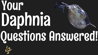 Daphnia Questions Answered [upl. by Jammal]