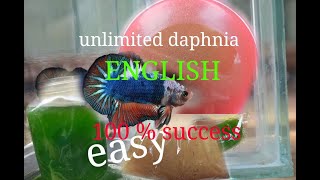 daphnia moina culture Easy way Unlimited production English  with sub Green water Chlorella [upl. by Stratton857]