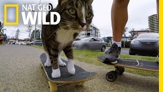 Skateboarding Cat Does Tricks  Kitten Impossible [upl. by Eolc335]