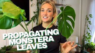 How to Propagate a Monstera  The RIGHT Way to Cut Your Monstera Leaves and Grow Roots in Water [upl. by Bob264]